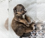 Small #23 Bernedoodle