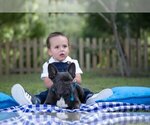 Small Photo #1 French Bulldog Puppy For Sale in CRANSTON, RI, USA