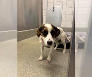 Beagle-Unknown Mix Dogs for adoption in San Martin, CA, USA