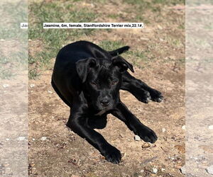 American Pit Bull Terrier-American Staffordshire Terrier Mix Dogs for adoption in Sparta, TN, USA