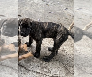Medium Mastiff