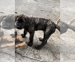 Puppy Brin Mastiff
