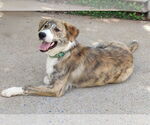 Small #1 Border Collie-Plott Hound Mix