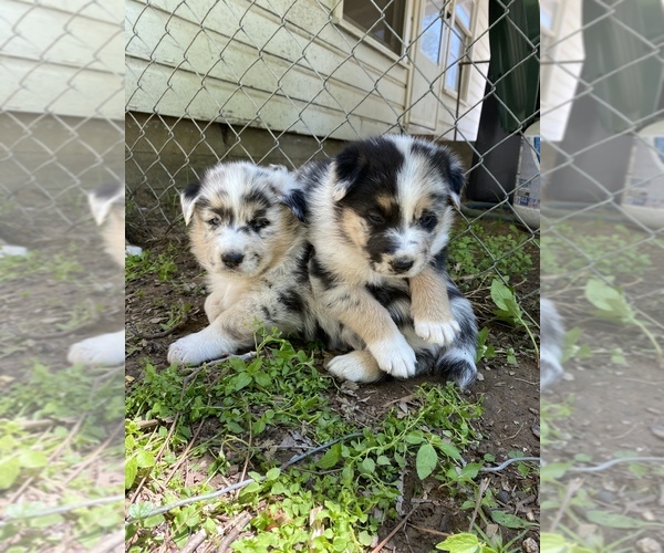 Medium Photo #3 Australian Shepherd-German Shepherd Dog Mix Puppy For Sale in GRANDVIEW, TX, USA