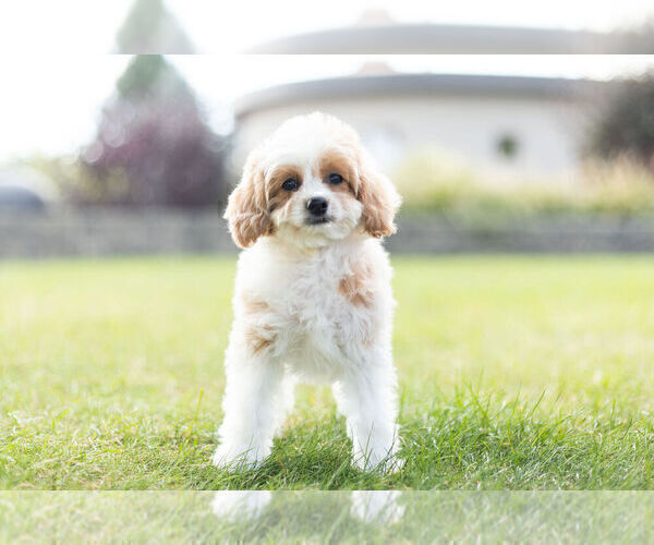 Medium Photo #2 Cavapoo Puppy For Sale in WARSAW, IN, USA