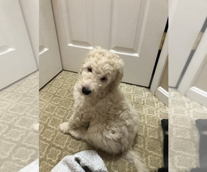 Goldendoodle-Poodle (Standard) Mix Puppy for sale in AMISSVILLE, VA, USA