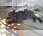 Small Photo #1 Cane Corso Puppy For Sale in LAKEVIEW, CA, USA