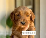 Small Photo #24 Australian Labradoodle Puppy For Sale in RIVERSIDE, CA, USA