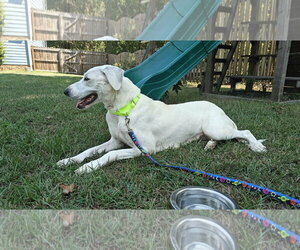 Bonita (Mama of P Litter) - Female Great Pyrenees-Unknown Mix Dog for Adoption - Photo #2