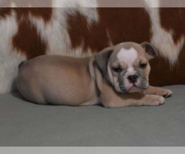 Medium Photo #2 English Bulldog Puppy For Sale in MARSHFIELD, MO, USA