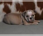 Small #1 English Bulldog
