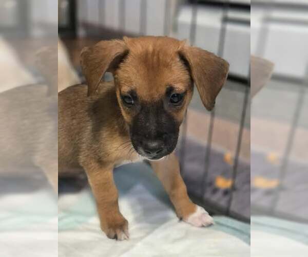 Medium Photo #2 Jack Chi Puppy For Sale in Princeton, MN, USA