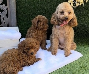 Poodle (Toy) Puppy for sale in CARMICHAEL, CA, USA