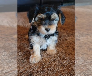 Yorkshire Terrier Puppy for sale in MANES, MO, USA