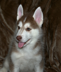 Siberian Husky Puppy for sale in MORGANTOWN, WV, USA