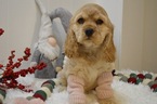 Small Photo #5 Cocker Spaniel Puppy For Sale in HONEY BROOK, PA, USA