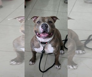 American Pit Bull Terrier-American Staffordshire Terrier Mix Dogs for adoption in phoenix, AZ, USA
