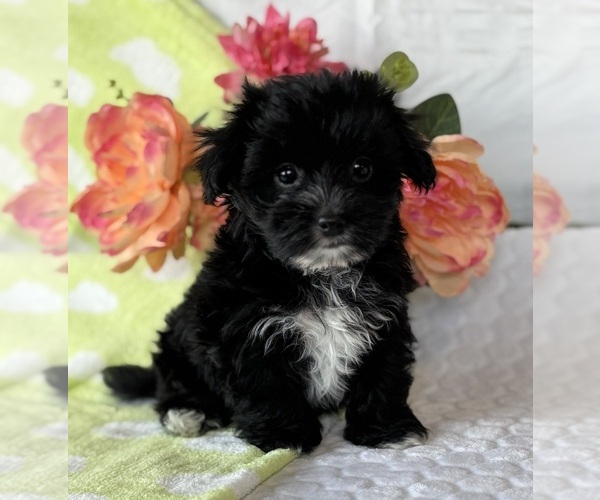 Medium Photo #1 Morkie Puppy For Sale in ROCK STREAM, NY, USA