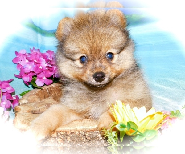 Medium Photo #3 Pomeranian Puppy For Sale in HAMMOND, IN, USA