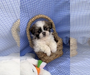 Shih Tzu Puppy for sale in BEAVER, OH, USA