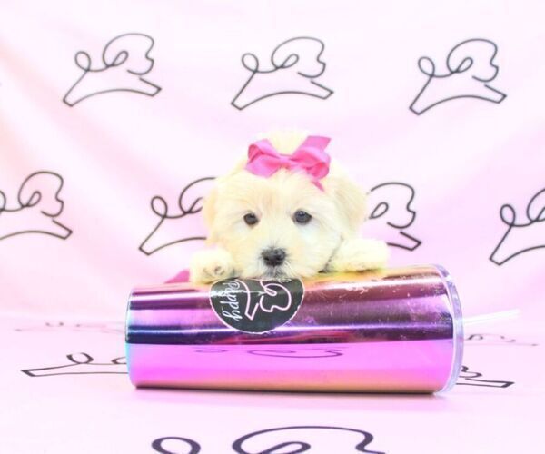 Medium Photo #5 Mal-Shi Puppy For Sale in LAS VEGAS, NV, USA