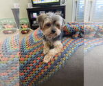 Small #3 Maltese Mix