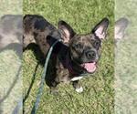 Small American Staffordshire Terrier Mix