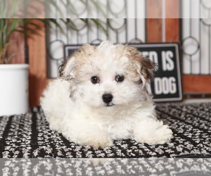 Havachon Puppy for sale in NAPLES, FL, USA
