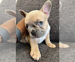 Small Photo #16 French Bulldog Puppy For Sale in SMYRNA, GA, USA