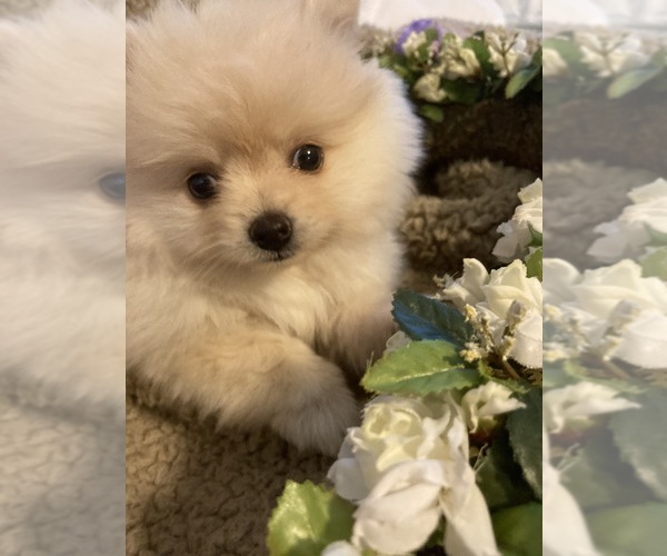 Medium Photo #16 Pomeranian Puppy For Sale in LAWNDALE, NC, USA