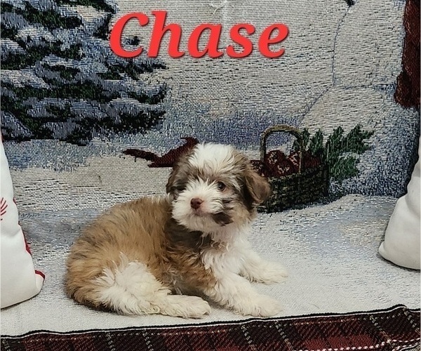 Medium Photo #6 Havanese Puppy For Sale in ALBION, PA, USA