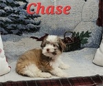 Small #5 Havanese