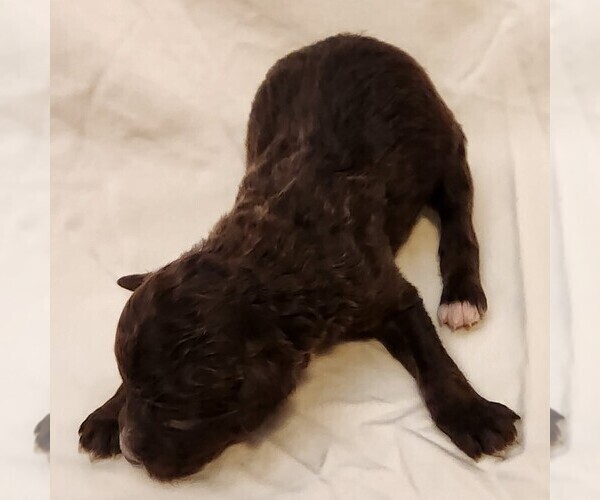 Medium Photo #6 F2 Aussiedoodle Puppy For Sale in COLUMBIA, TN, USA