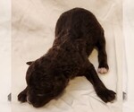 Small #5 F2 Aussiedoodle