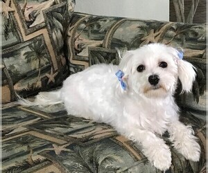 Mother of the Maltese puppies born on 10/28/2020
