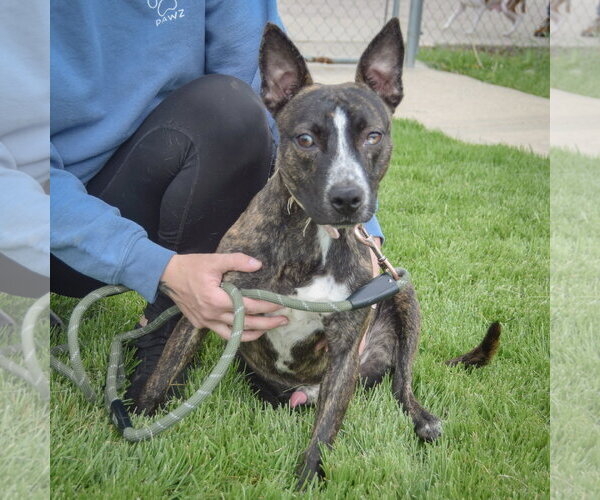 Medium Photo #5 American Staffordshire Terrier-Boston Terrier Mix Puppy For Sale in Huntley, IL, USA
