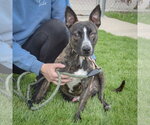 Small #4 American Staffordshire Terrier-Boston Terrier Mix