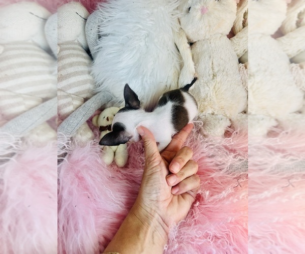 Medium Photo #4 Chihuahua Puppy For Sale in THONOTOSASSA, FL, USA