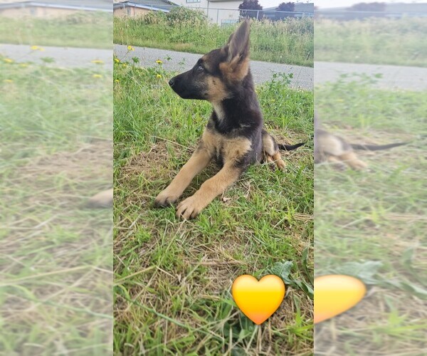 Medium Photo #8 German Shepherd Dog Puppy For Sale in MONROE, WA, USA
