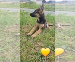 Small #7 German Shepherd Dog
