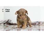 Small #3 Chihuahua