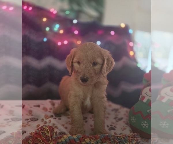 Medium Photo #2 Goldendoodle Puppy For Sale in BATTLE GROUND, WA, USA