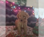Small #1 Goldendoodle