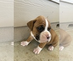 Small Photo #3 Boxer Puppy For Sale in LUCERNE VALLEY, CA, USA
