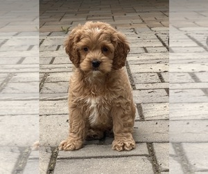 Cockapoo Puppy for sale in CANOGA, NY, USA