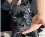 Small Photo #205 Cane Corso Puppy For Sale in COTTAGE GROVE, OR, USA