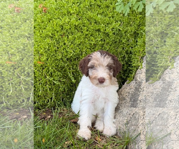 Medium Photo #2 Australian Shepherd-Unknown Mix Puppy For Sale in Sandy, UT, USA