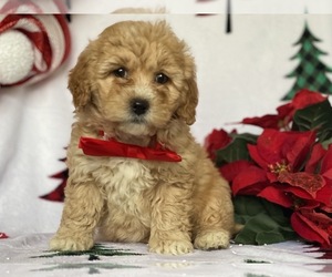 Lhasa-Poo Puppy for sale in LANCASTER, PA, USA