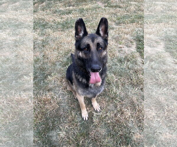 Medium Photo #4 German Shepherd Dog Puppy For Sale in Thomasville, NC, USA