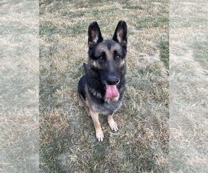 Matthias - Male German Shepherd Dog Dog for Adoption - Photo #4